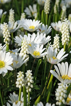 Anemone blanda 'White Splendour', Muscari Botryoides 'Album', Traditional white garden, white spring flowers, grape hyacinths, Muscari botryoides, Anemone blanda white splendour, narcissus Thalia, narcissus bridal Crown, Snowdrops, Galanthus Nivalis, Leucojum Gravetye Giant